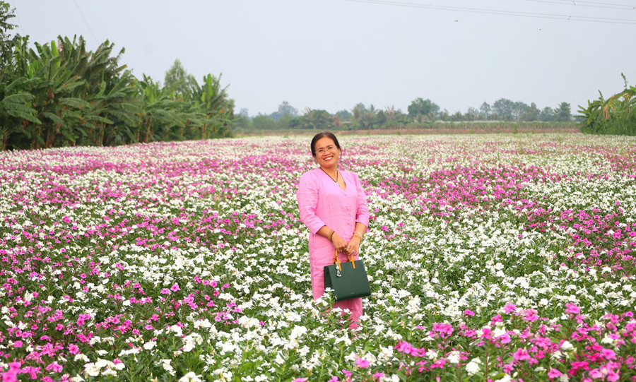 Cây dừa cạn thường được sử dụng làm thuốc Nam