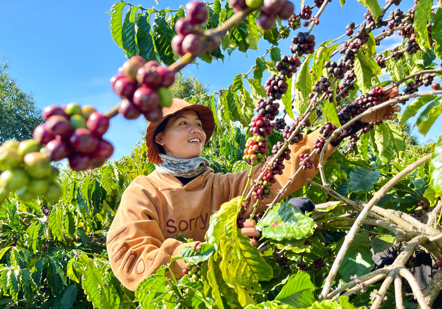 Giá cà phê tăng cao người dân được hưởng lợi. Ảnh: V.T