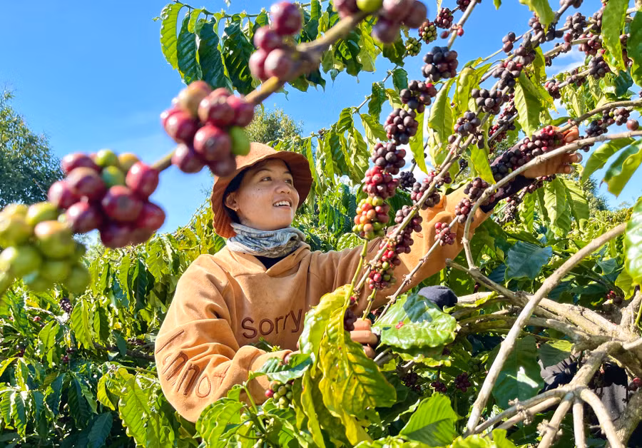 Giá cà phê tăng cao người dân được hưởng lợi. Ảnh: V.T Giá cà phê tăng cao người dân được hưởng lợi. Ảnh: V.T