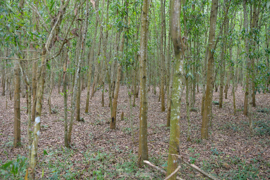 Vào tháng 6/1966, nhờ hệ thống địa đạo, ta đánh tiến công đánh phủ đầu vào bãi trực thăng địch đổ quân để tiến lên gò Thì Thùng, diệt 40 tên địch. Đây là chiến công lớn và hết sức vẻ vang của quân và dân Phú Yên ở địa đạo Gò Thì Thùng. Vào tháng 6/1966, nhờ hệ thống địa đạo, ta đánh tiến công đánh phủ đầu vào bãi trực thăng địch đổ quân để tiến lên gò Thì Thùng, diệt 40 tên địch. Đây là chiến công lớn và hết sức vẻ vang của quân và dân Phú Yên ở địa đạo Gò Thì Thùng.