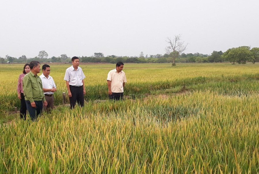 Người dân xã Ia Mơ (huyện Chư Prông) từng bước thay đổi nếp nghĩ, cách làm, chuyển đổi sang trồng lúa nước hai vụ. Ảnh: P.D Người dân xã Ia Mơ (huyện Chư Prông) từng bước thay đổi nếp nghĩ, cách làm, chuyển đổi sang trồng lúa nước hai vụ. Ảnh: P.D