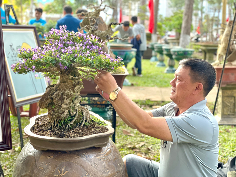 Nghệ nhân chăm chút cho các tác phẩm bonsai như đứa con cưng. Ảnh: L.N Nghệ nhân chăm chút cho các tác phẩm bonsai như đứa con cưng. Ảnh: L.N