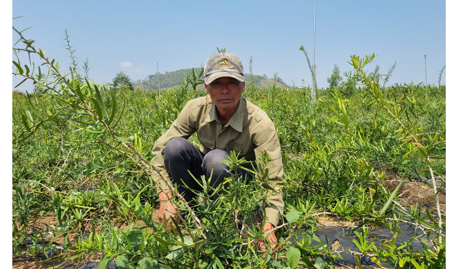 Anh Đinh Văn Túc là người tiên phong đưa cây xáo tam phân về trồng tại xã Hải Yang. Ảnh: K.P