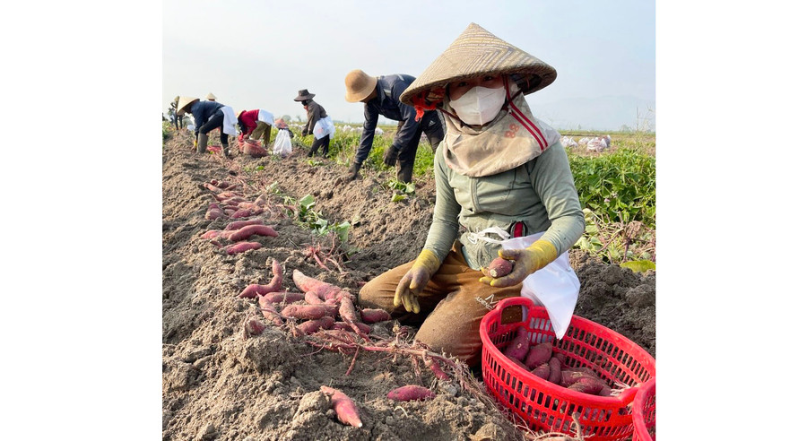 Do năng suất và giá cả giảm mạnh, người trồng khoai lang ở khu vực Đông Nam tỉnh chấp nhận thua lỗ, thu hoạch cho kịp thời vụ. Ảnh: V.C Do năng suất và giá cả giảm mạnh, người trồng khoai lang ở khu vực Đông Nam tỉnh chấp nhận thua lỗ, thu hoạch cho kịp thời vụ. Ảnh: V.C