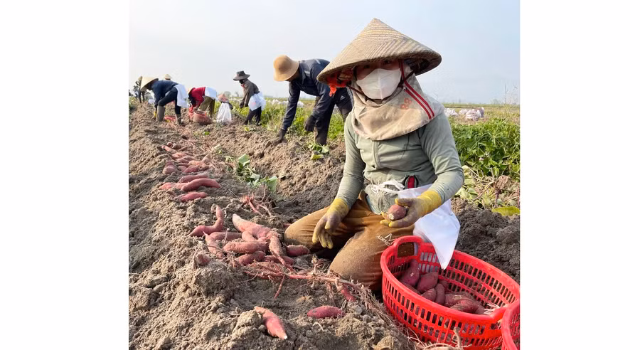 Do năng suất và giá cả giảm mạnh, người trồng khoai lang ở khu vực Đông Nam tỉnh chấp nhận thua lỗ, thu hoạch cho kịp thời vụ. Ảnh: V.C