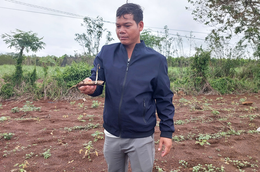 Cây mì của một số hộ dân trồng tại làng Ring (xã Hbông, huyện Chư Sê) héo úa nghi do ảnh hưởng thuốc diệt cỏ. Ảnh: N.D