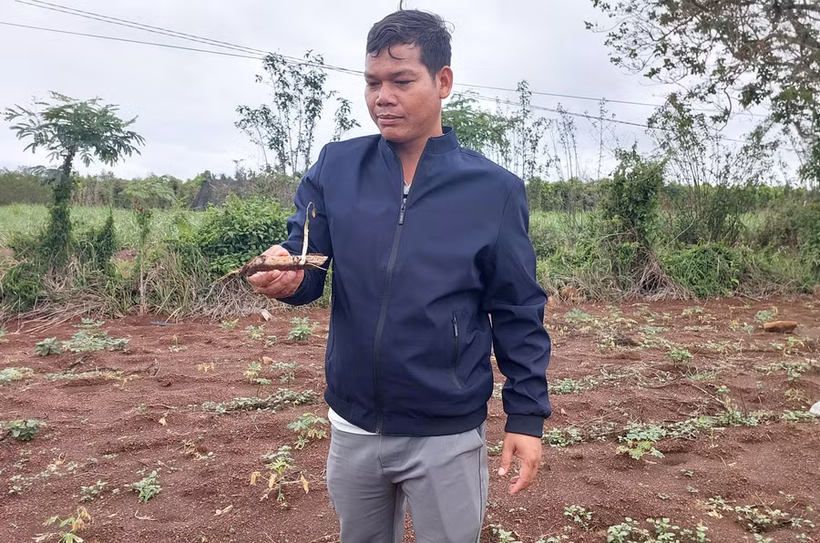 Cây mì của một số hộ dân trồng tại làng Ring (xã Hbông, huyện Chư Sê) héo úa nghi do ảnh hưởng thuốc diệt cỏ. Ảnh: N.D