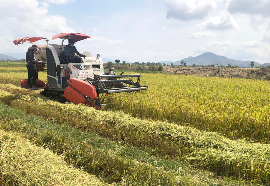 Gia Lai hướng đến sản xuất nông nghiệp sinh thái, hiện đại, thông minh. Ảnh: Lê Nam Gia Lai hướng đến sản xuất nông nghiệp sinh thái, hiện đại, thông minh. Ảnh: Lê Nam