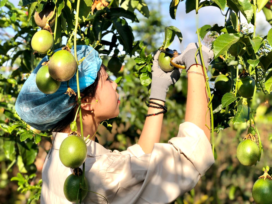 Chanh dây là một trong những mặt hàng trái cây đang được các nhà máy sản xuất công nghiệp thu mua để chế biến và xuất khẩu. Ảnh: Vũ Thảo