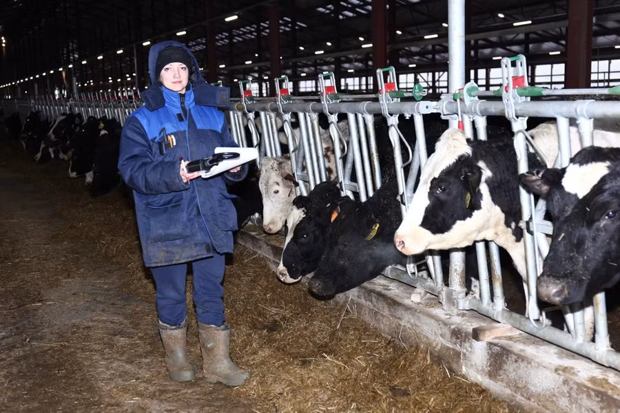Hiện các trang trại TH tại Liên bang Nga có khoảng 7.000 bò sữa.