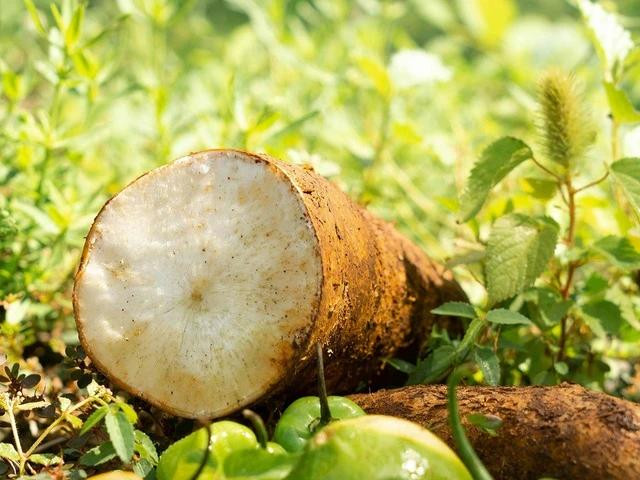 Khoai mì không nên ăn sống vì có thể bị ngộ độc xyanua