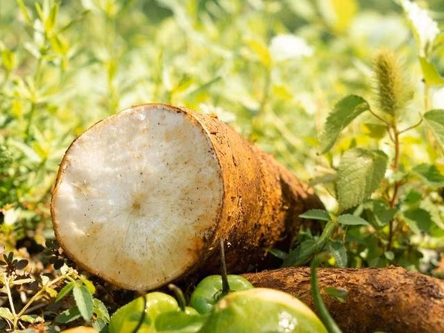 Khoai mì không nên ăn sống vì có thể bị ngộ độc xyanua