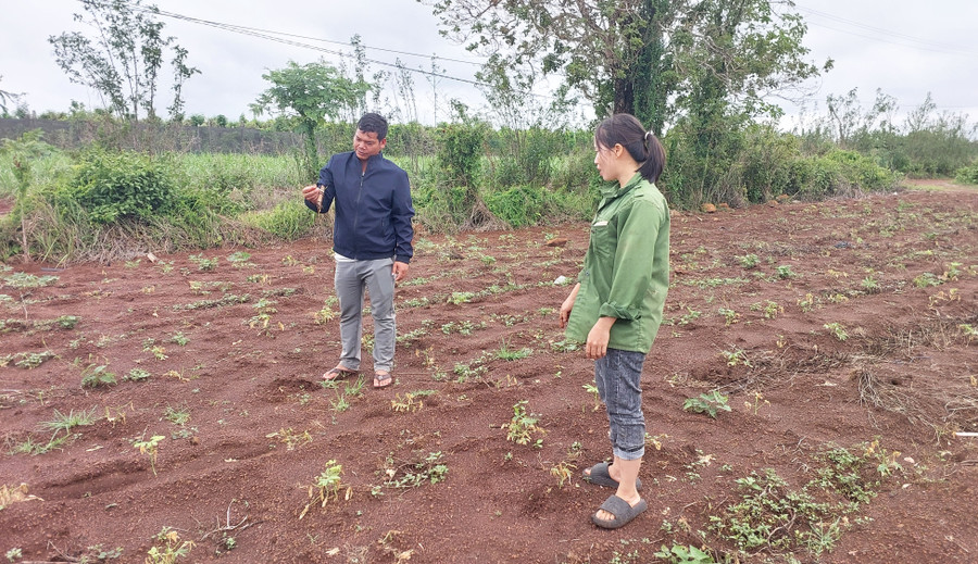 Rẫy mì bà Nhậm nằm cạnh ruộng mía. Ảnh: N.D