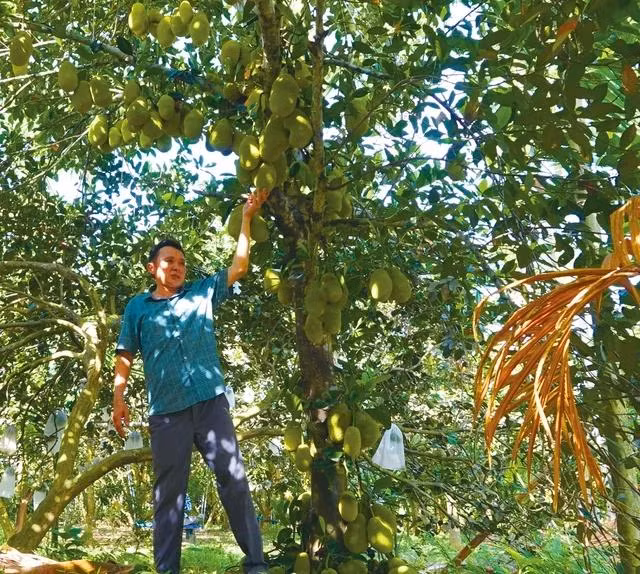 Cây mít tố nữ có cả trăm quả của ông Nguyễn Diên Thọ