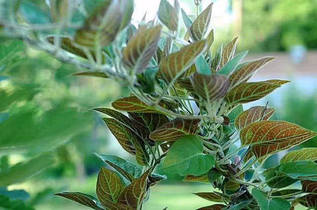 Lá mơ lông được mệnh danh là “thần dược” chữa bệnh tiêu chảy và các bệnh khác