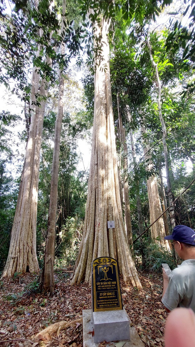 Quần thể cây di sản Quần thể cây di sản