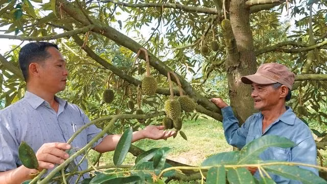 Ông Phan Công Huân và ông Võ Duy Chánh (bên phải) bên cây sầu riêng sai quả