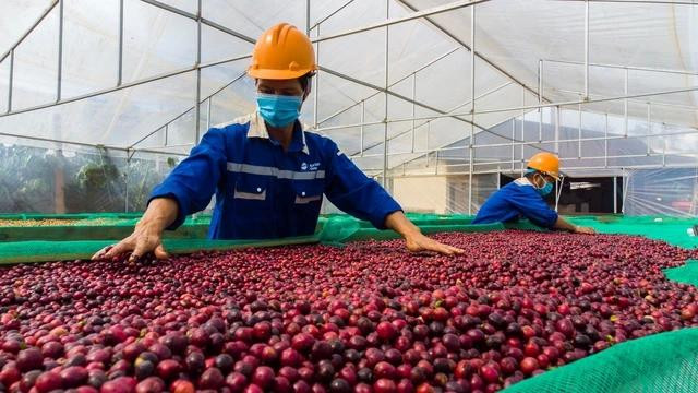 Giá cà phê robusta trên sàn London tăng khá mạnh