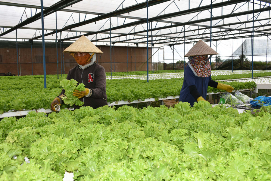 Công ty TNHH một thành viên Hương Đất An Phú (xã An Phú, TP. Pleiku) hướng đến nông nghiệp sinh thái, hiện đại, thông minh. Ảnh: Lê Nam Công ty TNHH một thành viên Hương Đất An Phú (xã An Phú, TP. Pleiku) hướng đến nông nghiệp sinh thái, hiện đại, thông minh. Ảnh: Lê Nam