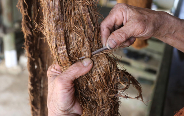 Để làm được những chiếc áo vỏ cây là không hề đơn giản. Để làm được những chiếc áo vỏ cây là không hề đơn giản.