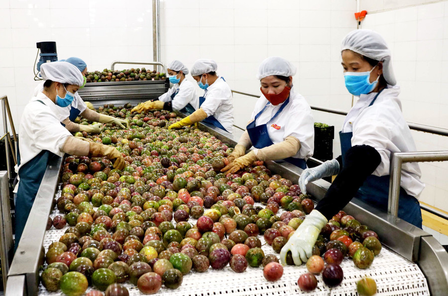 Chế biến chanh dây tại Công ty TNHH một thành viên xuất nhập khẩu rau quả DOVECO Gia Lai. Ảnh: Lê Nam Chế biến chanh dây tại Công ty TNHH một thành viên xuất nhập khẩu rau quả DOVECO Gia Lai. Ảnh: Lê Nam