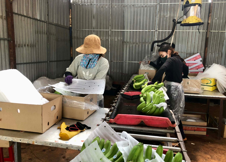 Các công nhân sơ chế và đóng gói chuối cho Công ty Cổ phần nông nghiệp công nghệ cao Hưng Sơn (Đak Đoa) để xuất khẩu. Ảnh: Lê Nam Các công nhân sơ chế và đóng gói chuối cho Công ty Cổ phần nông nghiệp công nghệ cao Hưng Sơn (Đak Đoa) để xuất khẩu. Ảnh: Lê Nam