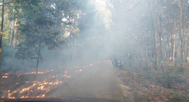 Đường băng cản lửa phòng chống cháy rừng Đường băng cản lửa phòng chống cháy rừng
