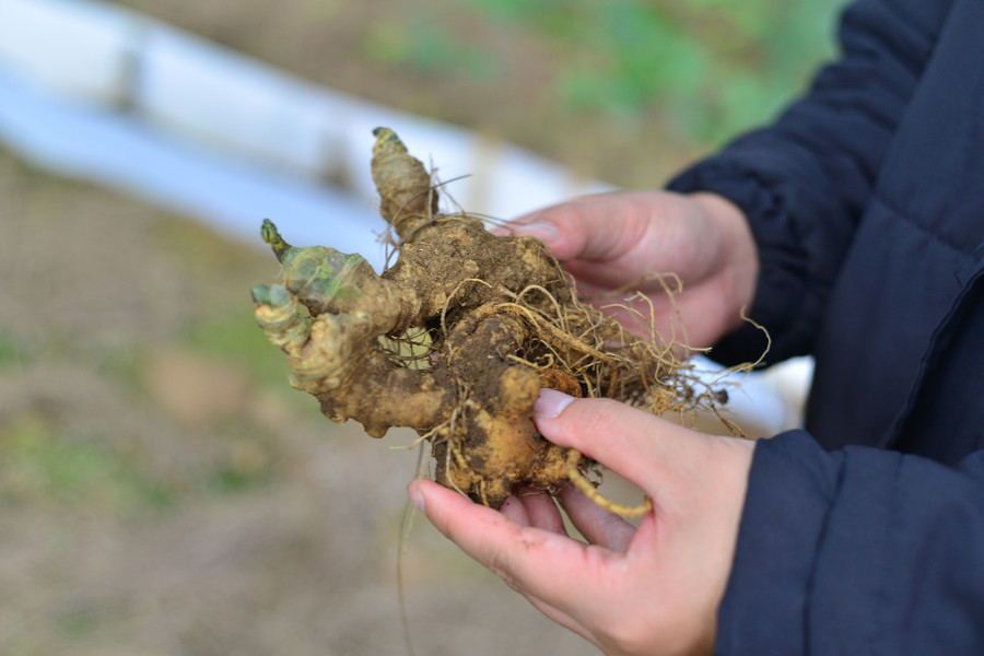 Sâm Ngọc Linh với 52 hoạt chất saponin chính được khẳng định là một trong những loại sâm tốt nhất thế giới.