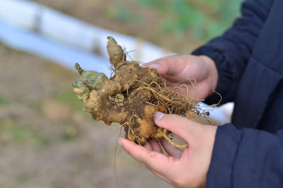 Sâm Ngọc Linh với 52 hoạt chất saponin chính được khẳng định là một trong những loại sâm tốt nhất thế giới. Sâm Ngọc Linh với 52 hoạt chất saponin chính được khẳng định là một trong những loại sâm tốt nhất thế giới.