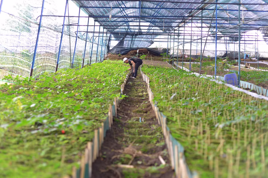 Những luống đất trồng sâm Ngọc Linh đang phát triển ổn định của anh Trần Cao Nguyên. Những luống đất trồng sâm Ngọc Linh đang phát triển ổn định của anh Trần Cao Nguyên.