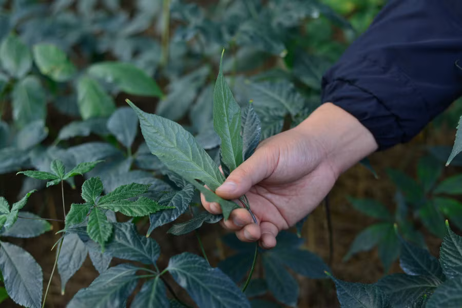 Khi mới trồng, sâm Ngọc Linh của anh Nguyên thường bị bệnh, chết do chưa thích ứng được với khí hậu, thổ nhưỡng tại huyện Lạc Dương. Ảnh: Văn Long Khi mới trồng, sâm Ngọc Linh của anh Nguyên thường bị bệnh, chết do chưa thích ứng được với khí hậu, thổ nhưỡng tại huyện Lạc Dương. Ảnh: Văn Long