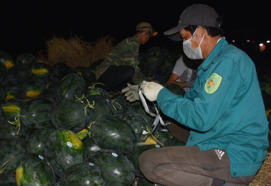 Người dân tất bật thu hoạch dưa vào ban đêm. Ảnh: Hà Phương