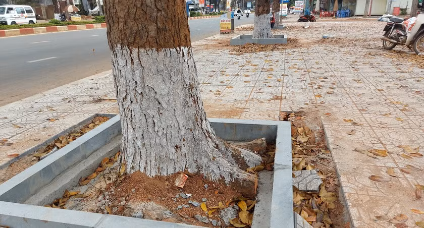 Công ty TNHH Hoàng Phương Gia Lai đã cắt rễ, xâm hại đến 6 cây nhạc ngựa khi thi công lát đá vỉa hè đường Lê Duẩn. Ảnh: Nguyễn Tú
