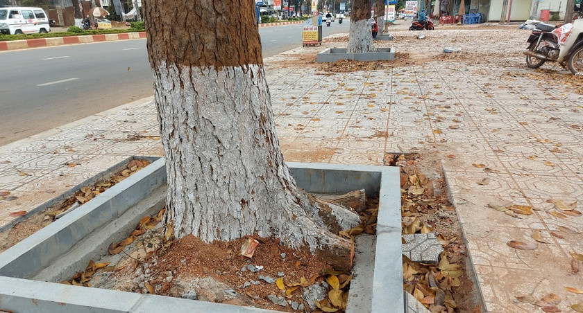Công ty TNHH Hoàng Phương Gia Lai đã cắt rễ, xâm hại đến 6 cây nhạc ngựa khi thi công lát đá vỉa hè đường Lê Duẩn. Ảnh: Nguyễn Tú Công ty TNHH Hoàng Phương Gia Lai đã cắt rễ, xâm hại đến 6 cây nhạc ngựa khi thi công lát đá vỉa hè đường Lê Duẩn. Ảnh: Nguyễn Tú