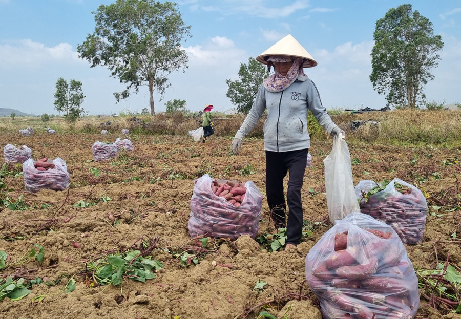 Mặc dù giá khoai lang tăng cao nhưng năng suất lại thấp khiến lợi nhuận của nông dân giảm đáng kể. Ảnh: Hà Phương Mặc dù giá khoai lang tăng cao nhưng năng suất lại thấp khiến lợi nhuận của nông dân giảm đáng kể. Ảnh: Hà Phương
