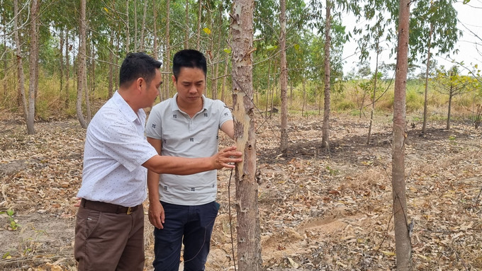 Những cây bạch đàn mới trồng được 3 năm đã có thể khai thác. Ảnh: Tuấn Anh