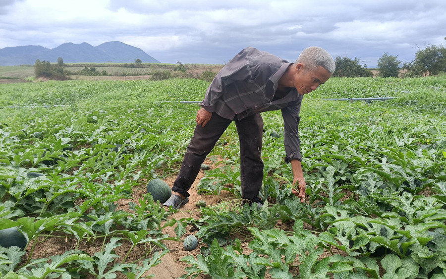 Ông Nguyễn Thái Phong (trú tại tổ 4, thị trấn Phú Túc) bên ruộng dưa của gia đình. Ảnh: R’Ô Hok