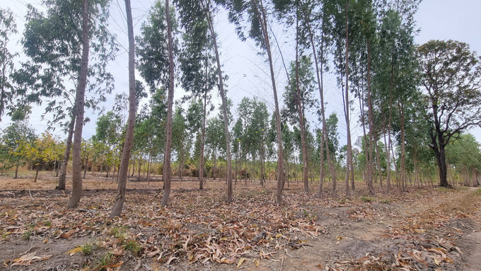Bạch đàn U6 rất phù hợp trong đề án phát triển trồng rừng ở xã Ia Mơr. Ảnh: Tuấn Anh