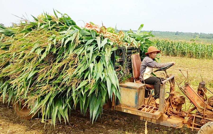 Mô hình trồng bắp sinh khối trên diện tích đất trồng lúa bị hạn đem lại hiệu quả kinh tế cao cho người dân xã Bờ Ngoong, huyện Chư Sê. Ảnh: Phạm Ngọc