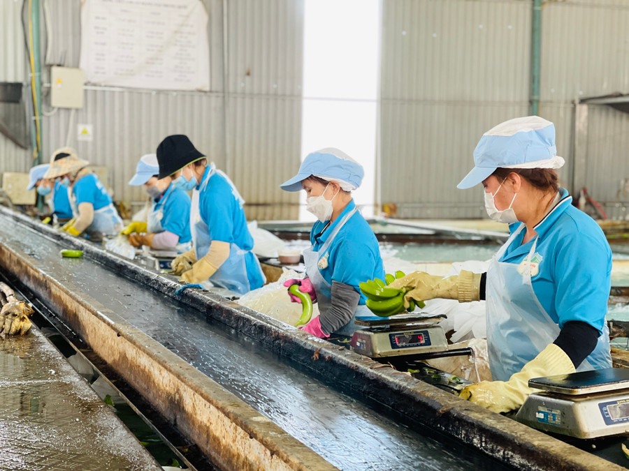 Công nhân đang tiến hành các quy trình phân loại đóng gói chuối. Ảnh: Trần Dung