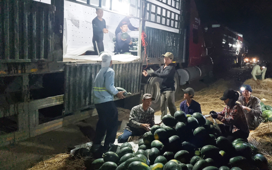 Dưa hấu được tiêu thụ mạnh, thương lái đến tận ruộng mua với giá cao. Ảnh: Hà Phương