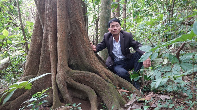 Gốc cây cổ thụ hàng chục năm ở rừng Phú Vinh Gốc cây cổ thụ hàng chục năm ở rừng Phú Vinh