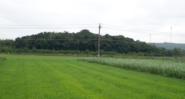 Rừng cấm An Tráng. Ảnh: Phạm Anh Rừng cấm An Tráng. Ảnh: Phạm Anh