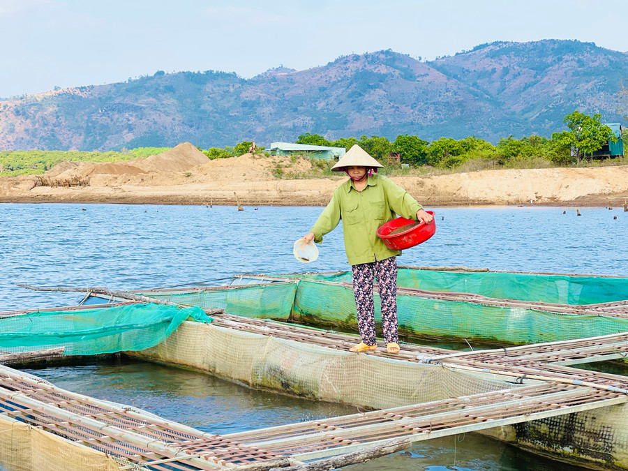 HTX Nông nghiệp và nuôi trồng thủy sản Ia Grăng (huyện Ia Grai) đạt hiệu quả cao sau 5 năm hoạt động. Ảnh: Mai Ka