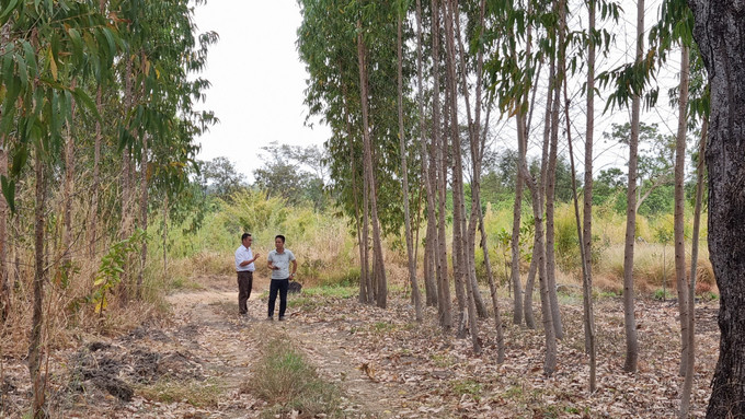 Bạch đàn U6 đang được phủ xanh ở xã biên giới Ia Mơr. Ảnh: Tuấn Anh