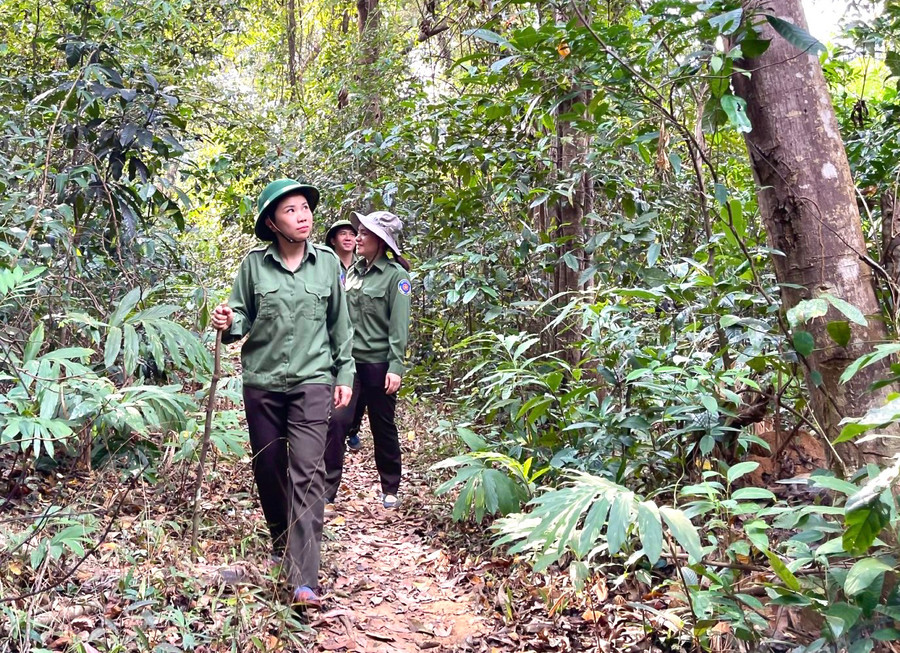 Chị Phan Thị Kiều Hạnh (người đi đầu)-Phó Trưởng ban Quản lý rừng phòng hộ Ia Púch tham gia tuần tra bảo vệ rừng. Ảnh: Minh Nguyễn Chị Phan Thị Kiều Hạnh (người đi đầu)-Phó Trưởng ban Quản lý rừng phòng hộ Ia Púch tham gia tuần tra bảo vệ rừng. Ảnh: Minh Nguyễn