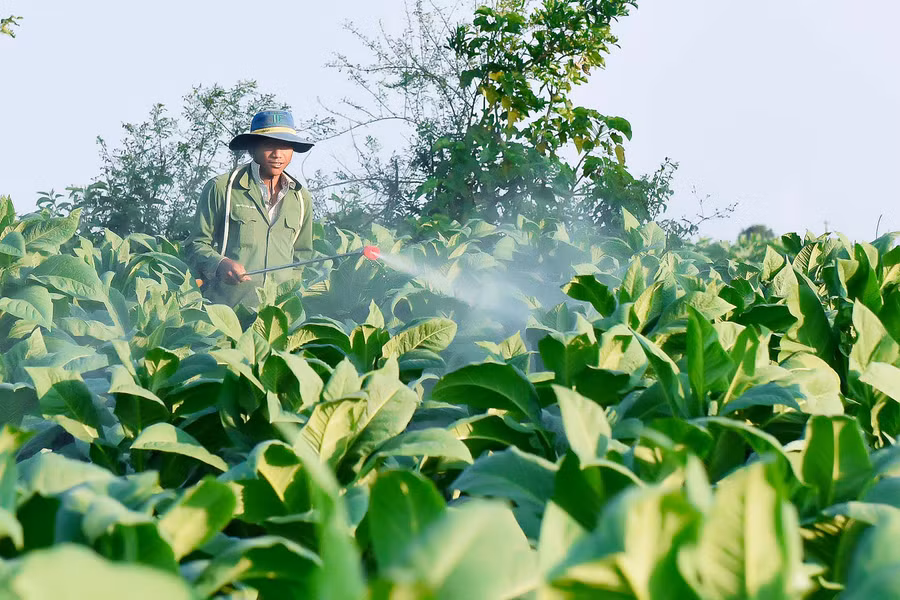 Nông dân huyện Krông Pa chăm sóc vườn cây thuốc lá. Ảnh: Đ.T