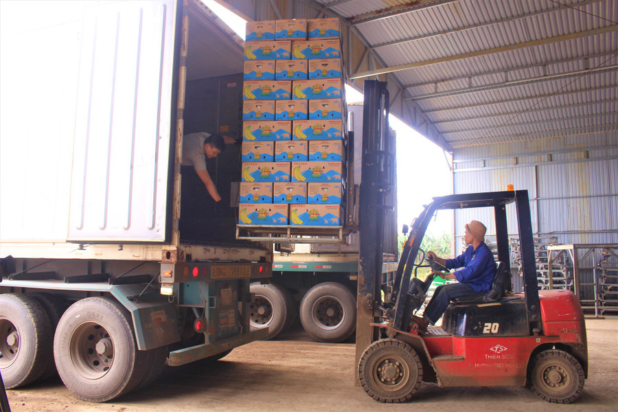 Chuối được đóng thùng cẩn thận, bảo đảm các tiêu chuẩn về chất lượng trước khi xuất khẩu.