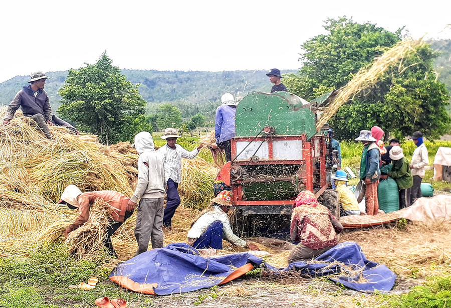 Người dân làng Keo, xã Ayun thu hoạch lúa Đông Xuân. Ảnh: Phạm Ngọc