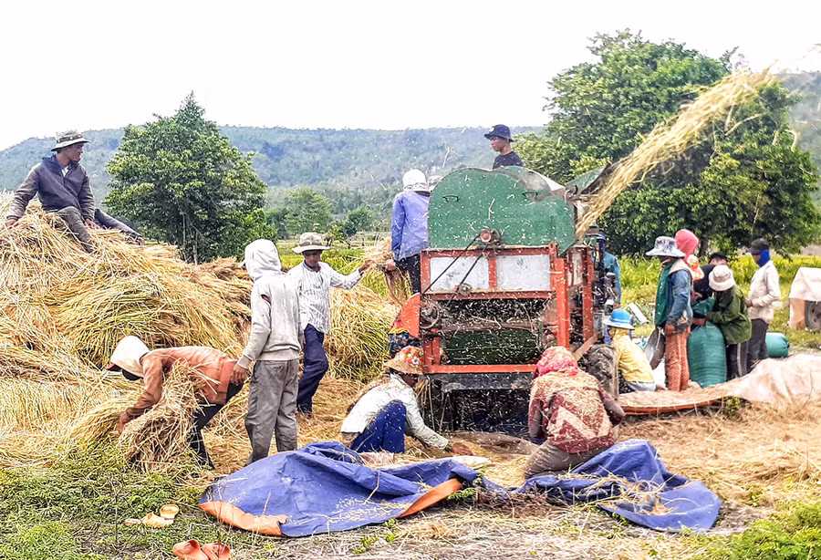 Người dân làng Keo, xã Ayun thu hoạch lúa Đông Xuân. Ảnh: Phạm Ngọc